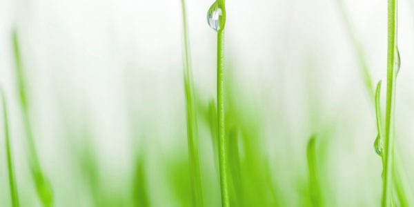 Water droplet on blade of grass