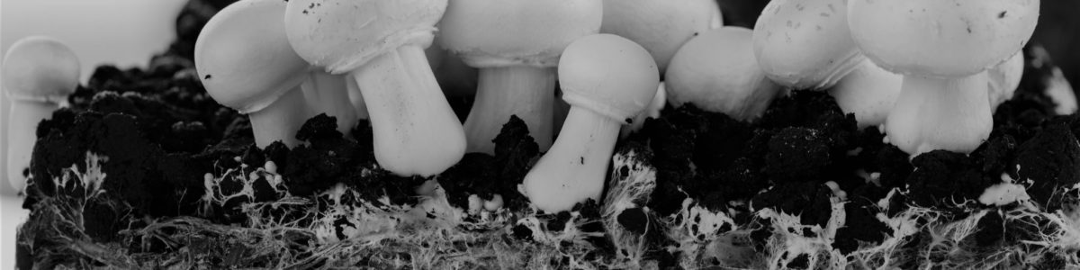 Homemade mushrooms and mycelium, champignon. Mushrooms growing.